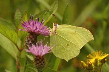 Lateral closeup of a Brimstone butterfly, Gonepteryx rhamni on purple flowers of the Brown knapweed, Centaurea jacea