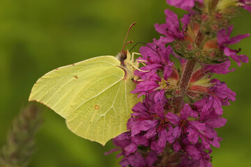 Lateral closeup of a Brimstone butterfly, Gonepteryx rhamni on purple flowers of purple loosestrife, Lythrum salicaria