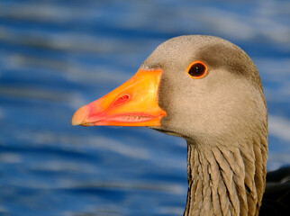 The greylag goose or graylag goose is a species of large goose in the waterfowl family Anatidae and the type species of the genus Anser