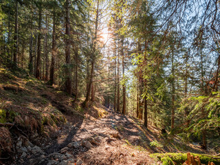 Sunny Forest path way to the Herzogstand peak of Bavaria