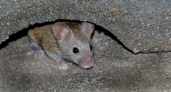 The house mouse is a small mammal of the order Rodentia, characteristically having a pointed snout, large rounded ears, and a long and hairy tail. 