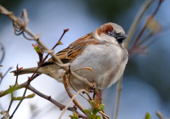 The house sparrow is a bird of the sparrow family Passeridae, found in most parts of the world. It is a small bird that has a typical length of 16 cm and a mass of 24–39.5 g. 