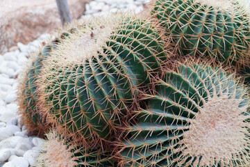 Round cactus leaves pattern in the garden.