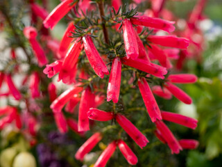 red flowers of the campanulate family in the meadow