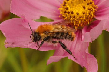 Closeup of a Common carder bee, Bombus pascuorum on purple flowers of Cosmos pinnatus flowers