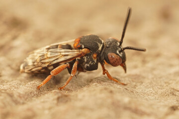 Closeup of a Black-thighed Epeolus variegatus , a cuckoo solitary bee species
