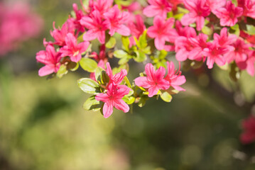 花公園の景色