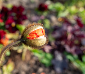 blooming yellow tulip flower in the park