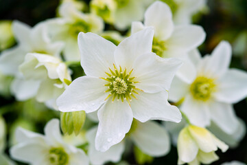 White magnolia flower