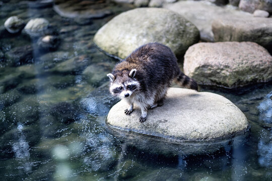 Racoon standing at a river in the woods
