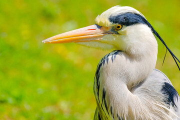 Gros plan héron cendré