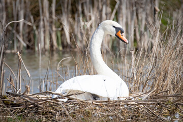 swan on her nest