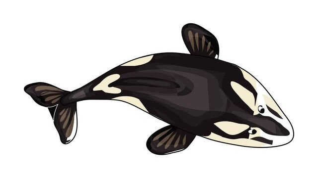 Top view orca whale icon animation