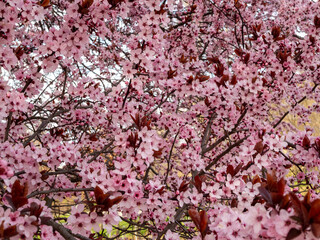 beautiful cherry blossoms, side view