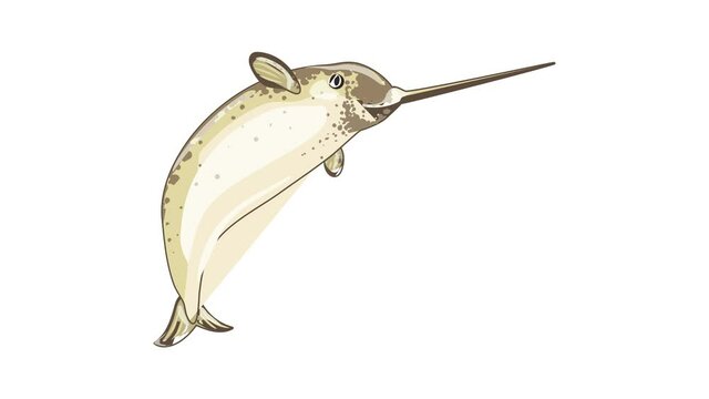 Narval whale icon animation