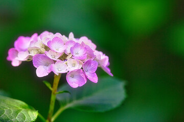 紫陽花の花のクローズアップ写真