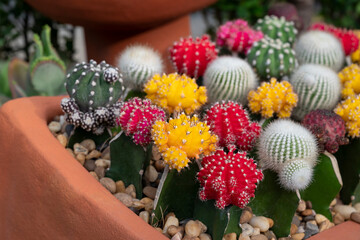 Gymnocalycium cactus, Colorful of succulents plants with round shapes and sharp thorns in the...
