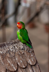 Periquito verde y rojo mirando de lado sobre un tejado