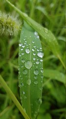 풀,이슬,물,자연