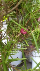 풀,로즈마리,꽃