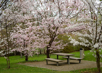 a bench in the park under the cherry blossoms