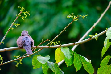 bird on a branch