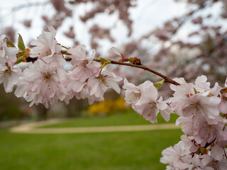 cherry blossom branch, close up