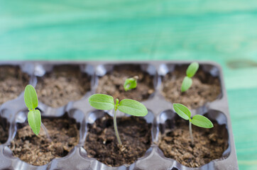 young shoots of freshly planted tomato seeds close up blurred background