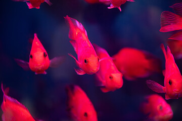 group of red goldfish swim in fish tank.