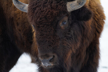 Buffalo head closeup. American bison portrait.