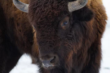 Photo sur Plexiglas Bison Buffalo head closeup. American bison portrait.