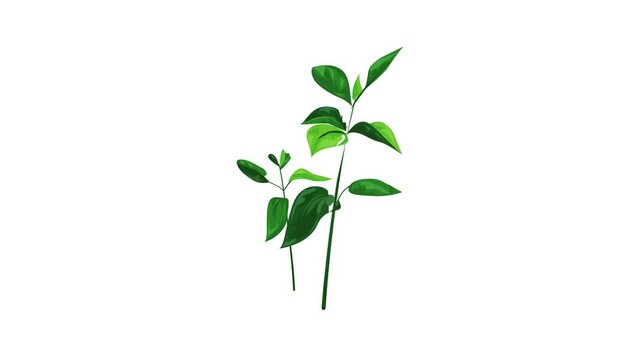 Garden soybean plant icon animation