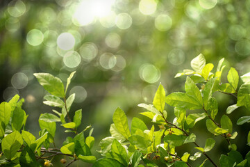 Closeup nature view of green leaf on blurred greenery background in garden with beautiful bokeh