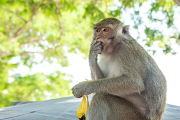 Little baby-monkey sitting and eating banana in Thailand