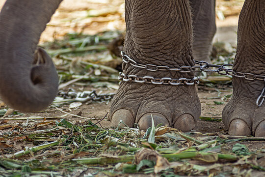 Closeup of an elephant's foot tied to a metal chain