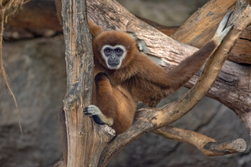 front view portrait of Colobinae Monkey climbing the tree