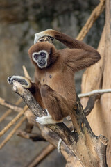 front view portrait of Colobinae Monkey climbing the tree