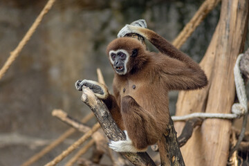front view portrait of Colobinae Monkey climbing the tree