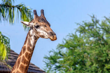 Side view close-up of a giraffe in front of some green trees