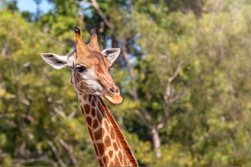 Front view close-up of a giraffe in front of some green trees