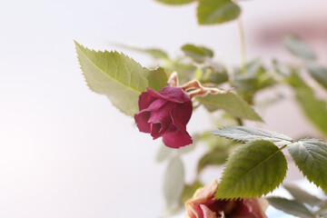 Rose with leaves on the window, home plant
