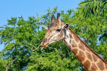 Side view close-up of a giraffe in front of some green trees