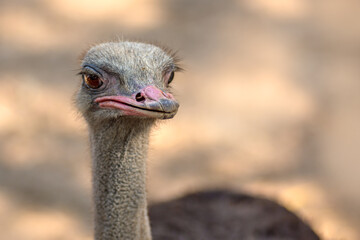 front view ostrich bird head and neck front portrait in the park
