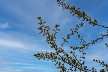 branches against blue sky