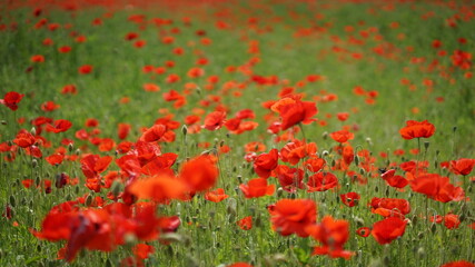 Poppies colored red in a large area