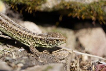 Eidechse Reptil sonnig grün braun