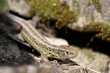 Eidechse Reptil sonnig grün braun