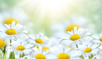 Beautiful chamomile flowers in the meadow. Spring meadow with sunny flowers in spring or summer. Nature background with blooming chamomile