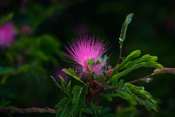 Beautiful flower of purple thistle. Pink flowers of burdock. Burdock thorny flower close-up. Flowering thistle or milk thistle. Herbaceous plants