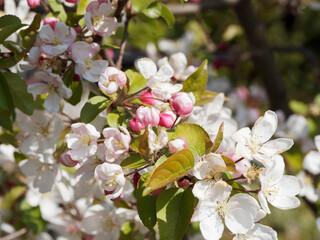 Malus floribunda or Japanese crabapple. Spring bloom with pink-white cup-shaped flowers and crimson buds on arching branches covered of dark green, ovate and narrow leaves with sawn margin